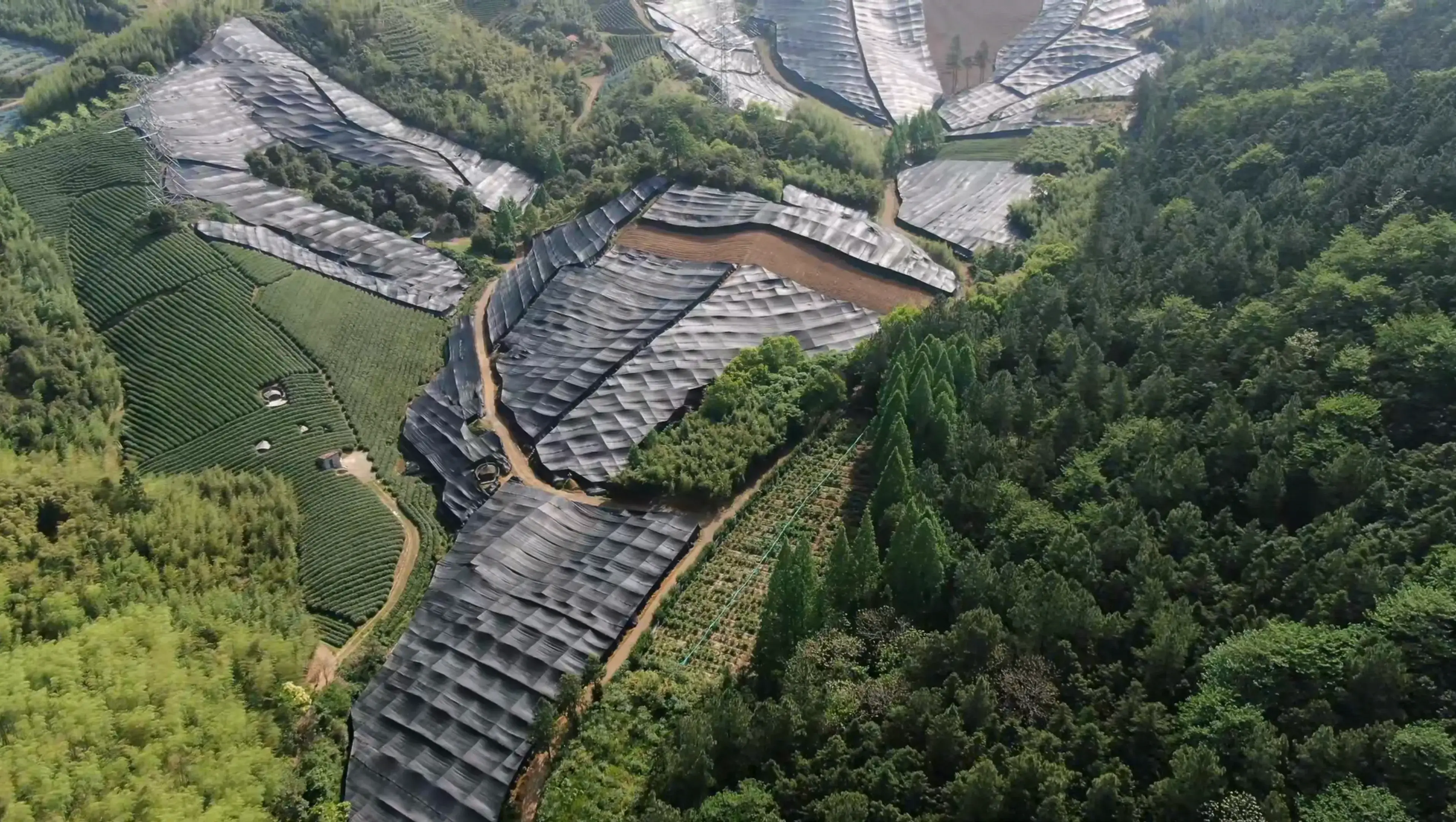 径山茶园全景